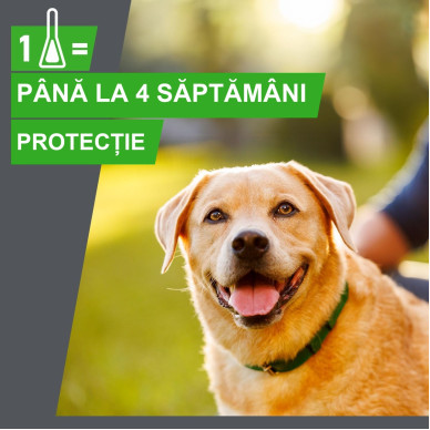 Frontline Combo Spot-On L – Soluție Antiparazitară Externă pentru Câini de Talie Mare (20–40 kg) – 3 Pipete